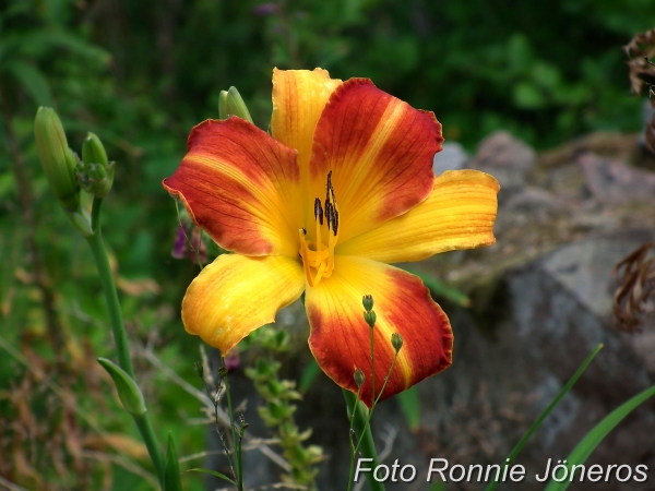 Daglija (hemerocallis)